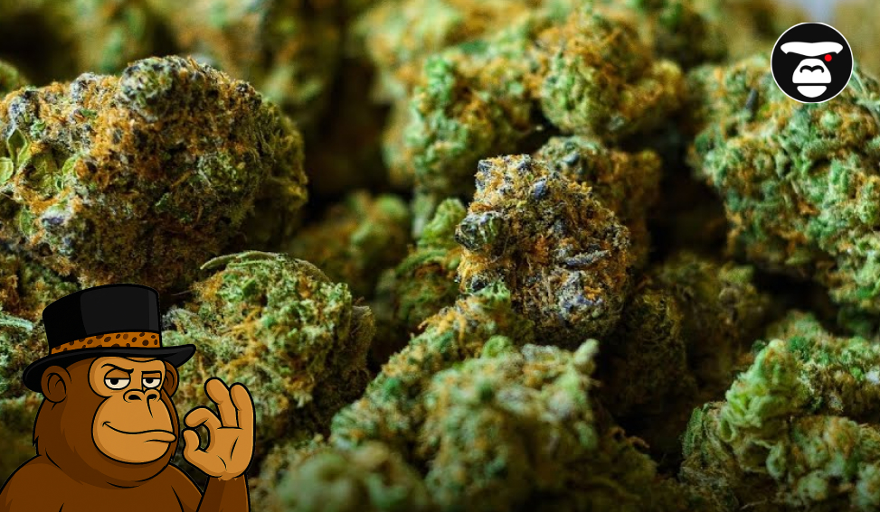 Macro close-up of dense, trichome-covered cannabis buds with orange pistils.