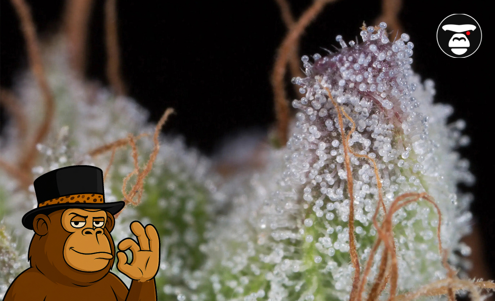 What Are Terpene Compounds in Cannabis_