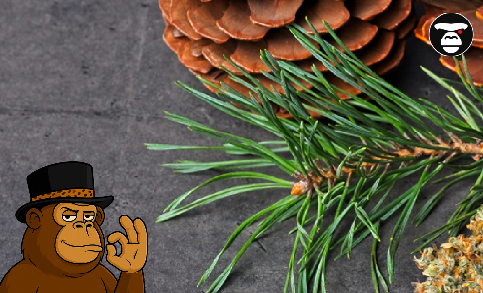Close-up of green pine needles and a pine cone next to cannabis flower.