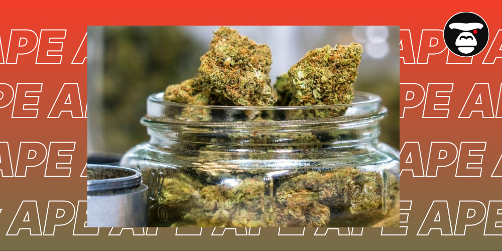 San Jose Weed Dispensaries Close-up of high-quality marijuana buds in a glass jar at a dispensary.