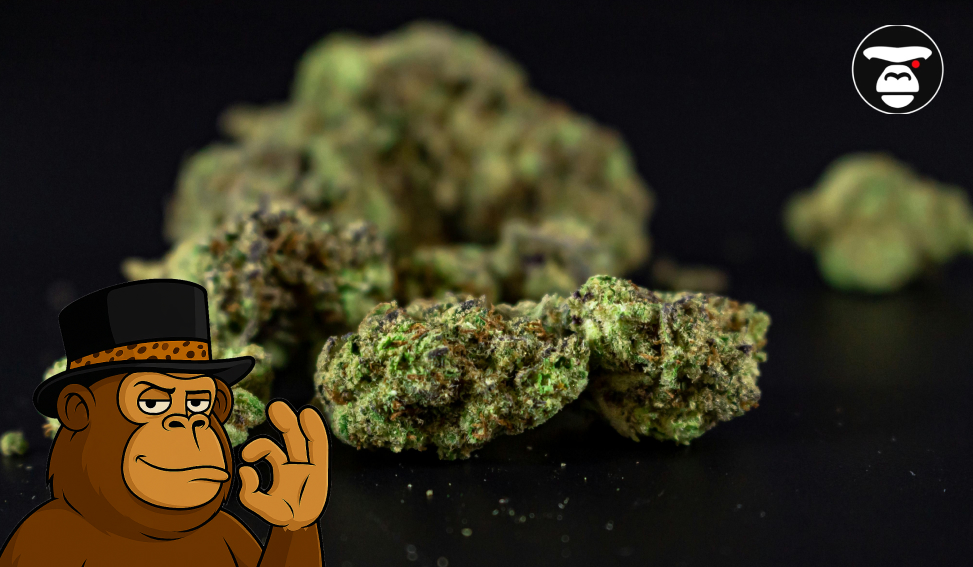 A pile of several small, bright green cannabis buds resting on a dark, reflective surface with a shallow depth of field.