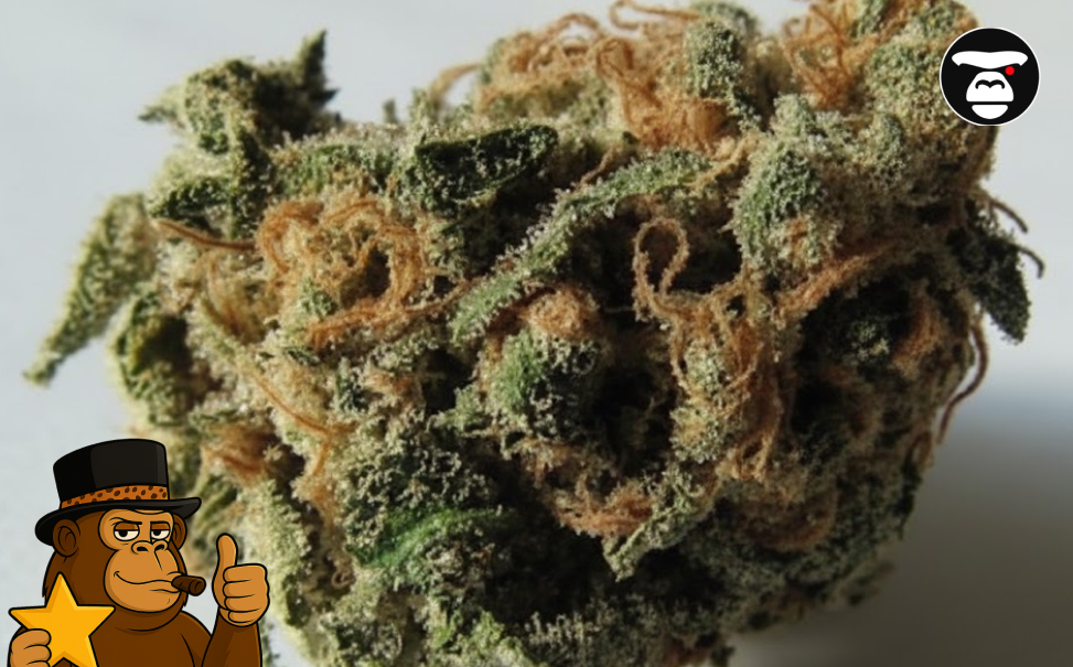 Dense purple Indica cannabis bud from SoCal