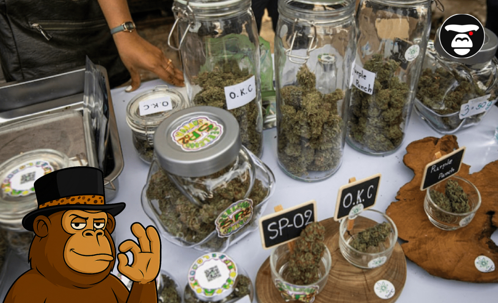 Various cannabis strains including Purple Punch and O.K.C. displayed in glass jars.