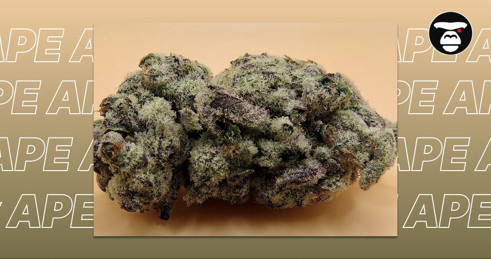 Purple and green cannabis flower covered in heavy white trichomes.