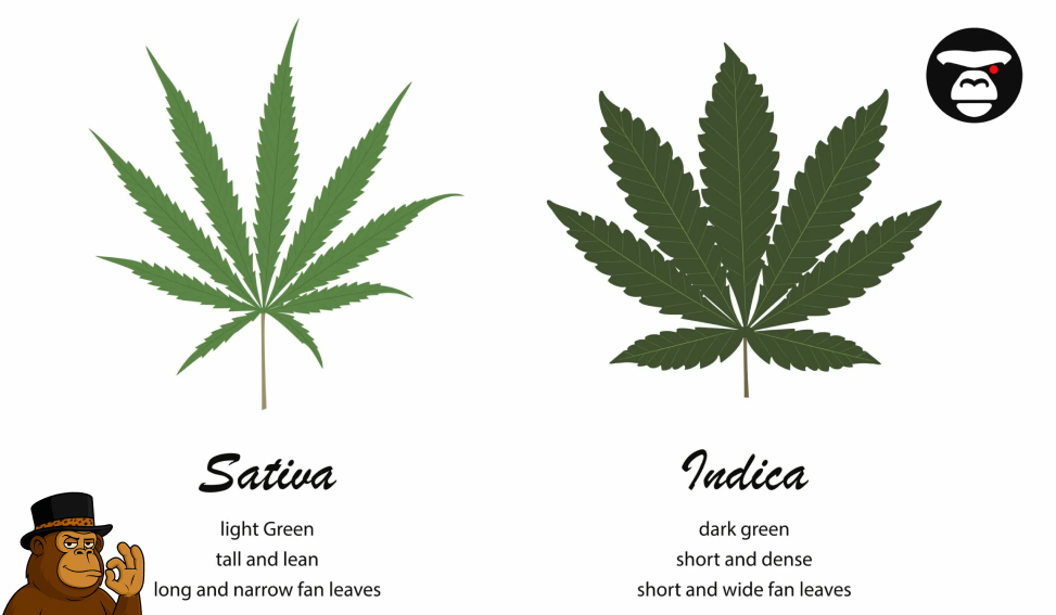 Comparison diagram of Sativa and Indica leaf shapes and characteristics.