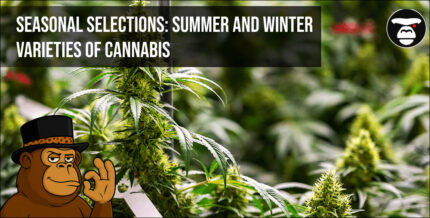 Seasonal selections_ summer and winter varieties of cannabis
