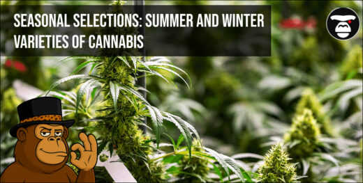 Seasonal selections_ summer and winter varieties of cannabis