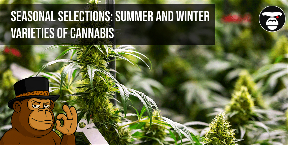 Seasonal selections_ summer and winter varieties of cannabis