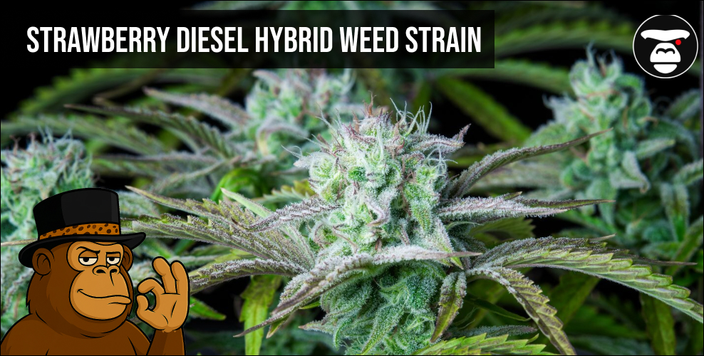Strawberry Diesel Hybrid Weed Strain