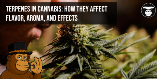 Terpenes in Cannabis_ How They Affect Flavor, Aroma, and Effects
