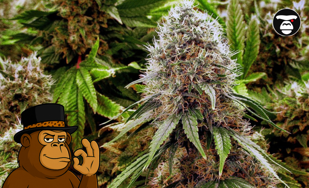 Top 5 Best weed strains in Oakland Top 5 Best weed strains in Oakland