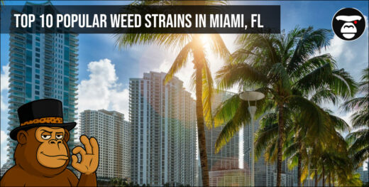 Top 10 Popular Weed Strains in Miami, FL