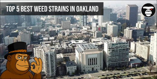 Top 5 Best weed strains in Oakland