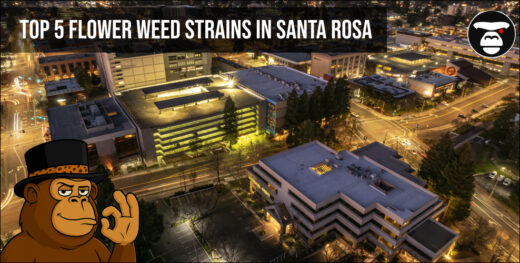 Top 5 Flower Weed Strains in Santa Rosa