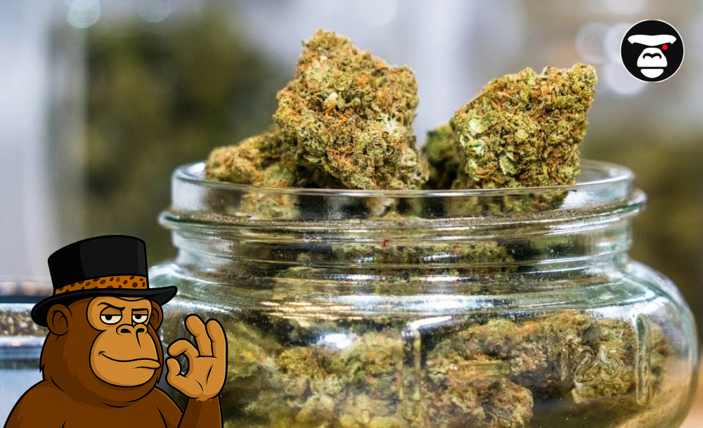 Top-Shelf Cannabis Buds in a Glass Storage Jar