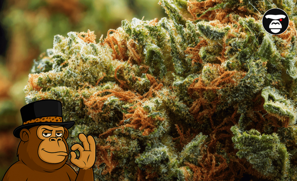 Extreme close-up of cannabis flower with prominent orange hairs.