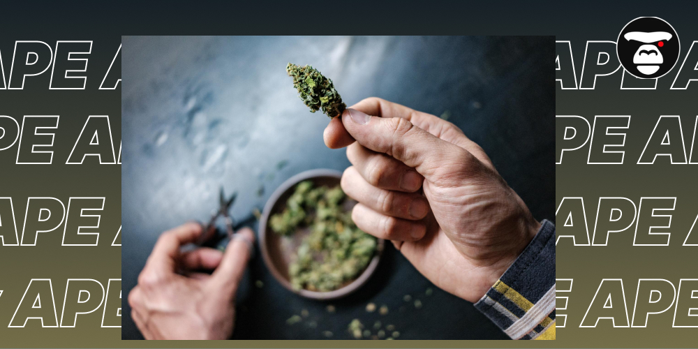 A person's hands holding a manicured cannabis bud over a bowl of trimmed flower, with scissors nearby.