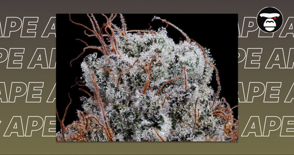 Terpenes Explained_ How They Shape Effects and Flavor in Los Angeles