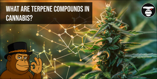 What Are Terpene Compounds in Cannabis_