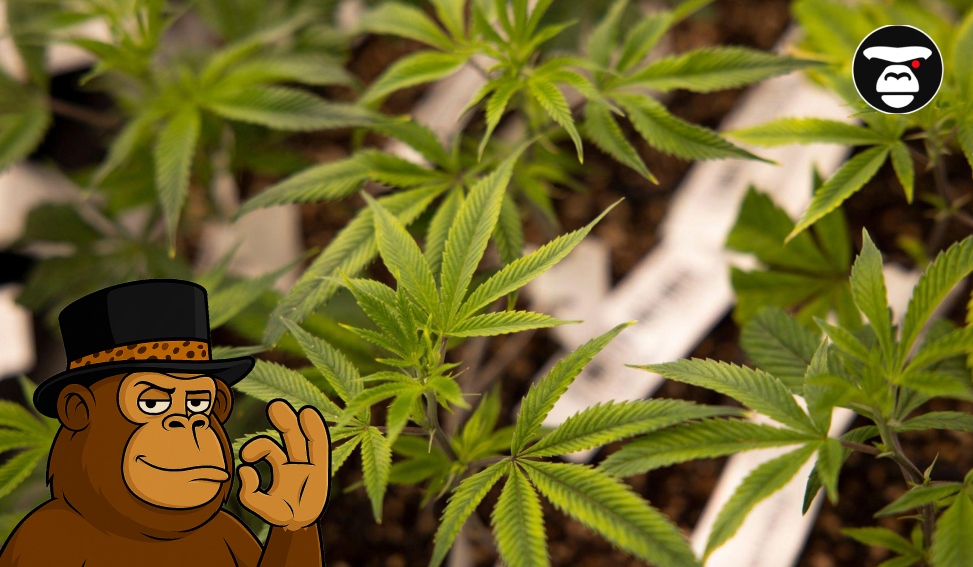 Overhead view of many small, vibrant green cannabis plants (seedlings or clones) in a grow room.