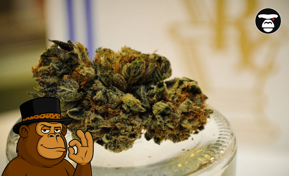 cured-cannabis-flower-display