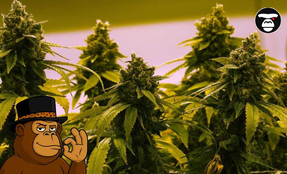 indoor-cannabis-cultivation-facility