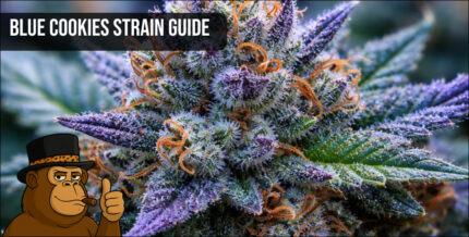 Frosty Blue Cookies cannabis bud with deep purple and blue undertones.