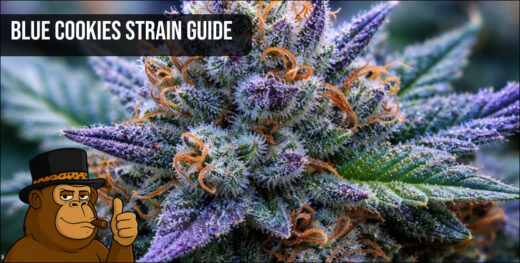 Frosty Blue Cookies cannabis bud with deep purple and blue undertones.