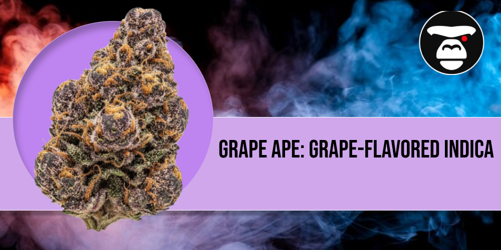 Deep purple Grape Ape cannabis buds with vibrant orange hairs.