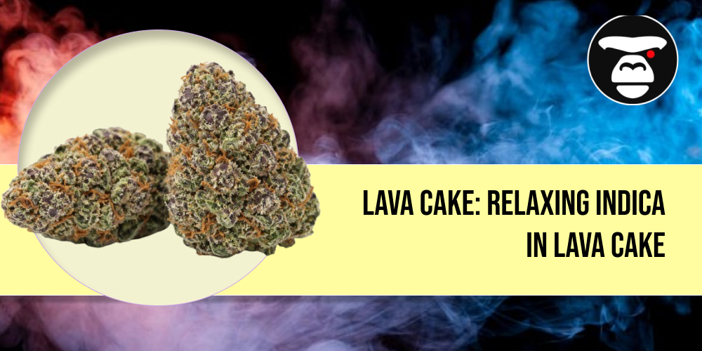 Close-up of a premium Lava Cake cannabis bud with deep purple tones and heavy resin.