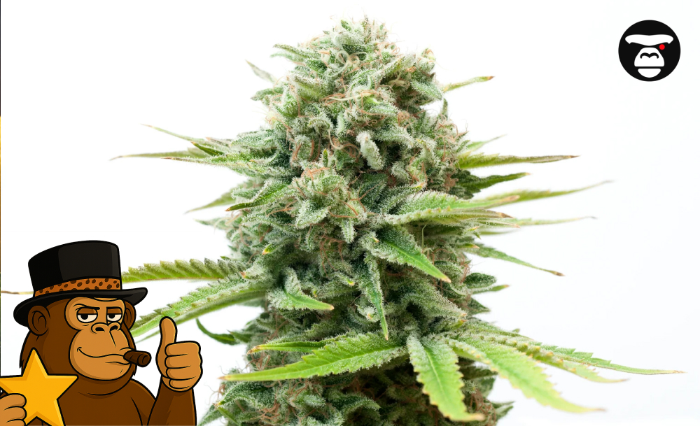 A young cannabis plant growing indoors under a bright, circular LED grow light.