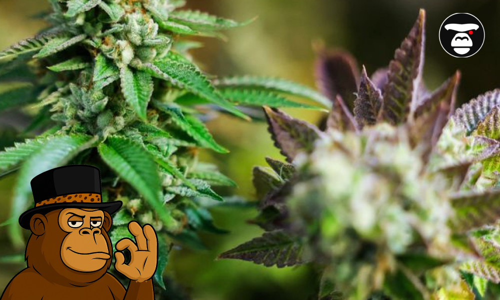 Cannabis plant leaves viewed from a low angle against a bright white background.