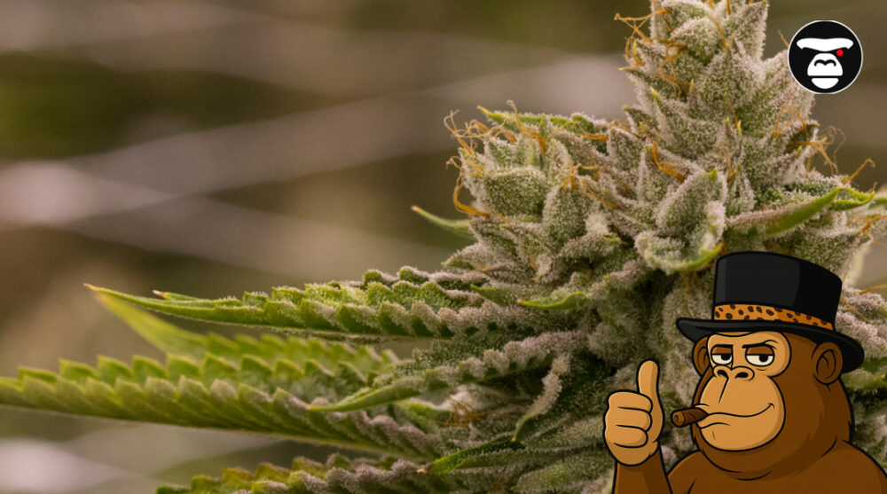 A detailed view of a cannabis bud with white pistils and green leaves.