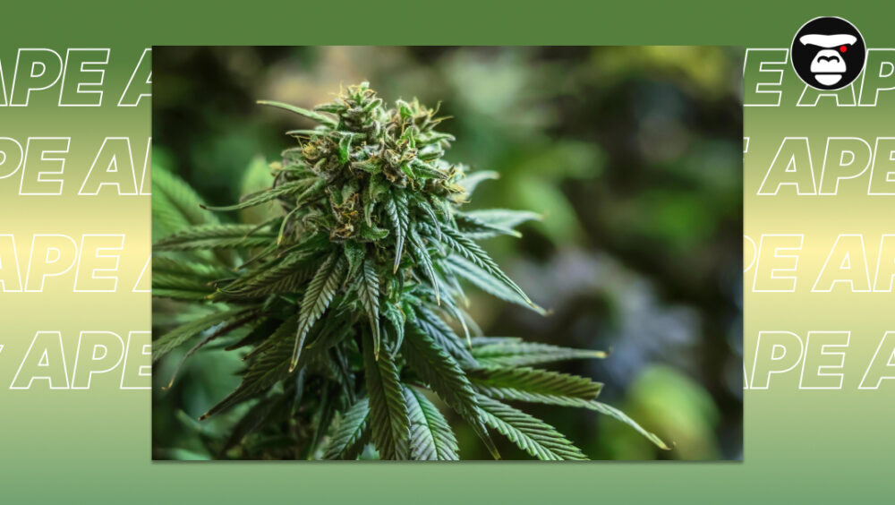 Best Weed Strains In Santa Rosa