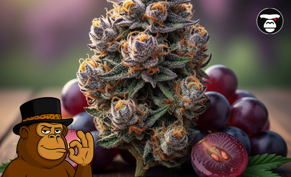 A hand holding a professional cannabis delivery container with fresh Grape Ape flower inside.