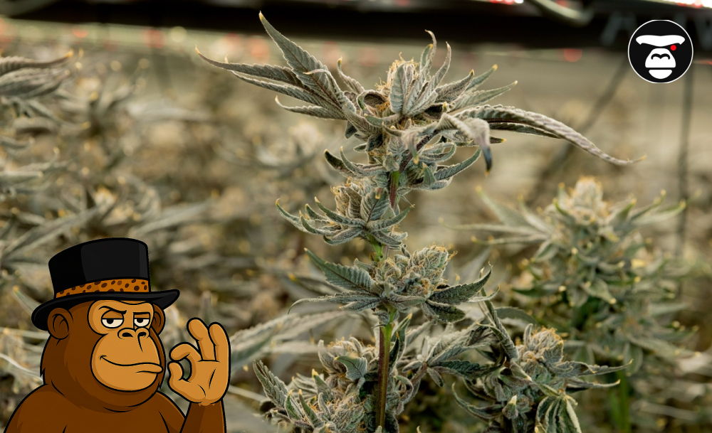 Weed delivery In Sacramento