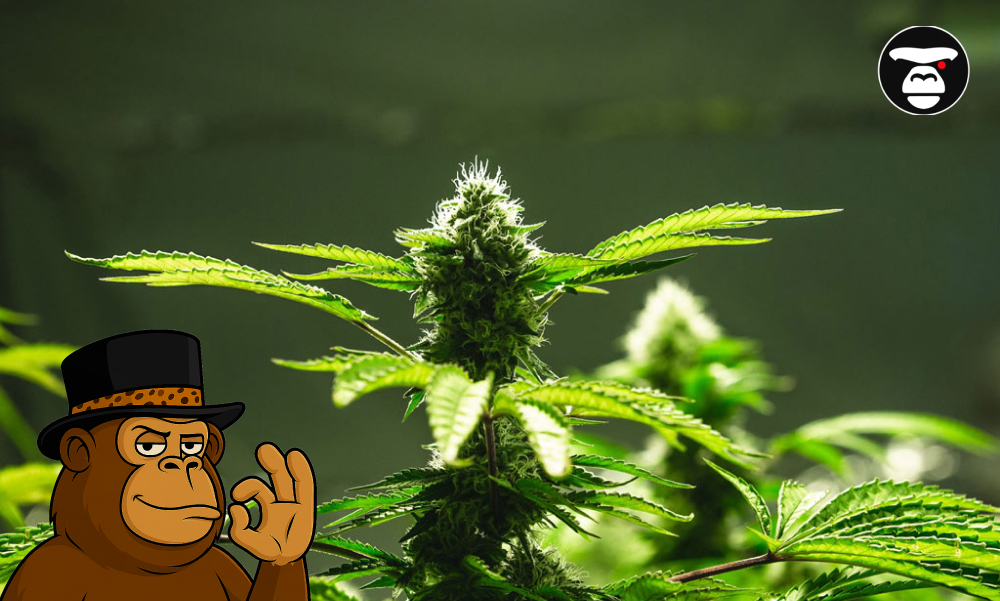 A dense cluster of bright green, serrated cannabis fan leaves.