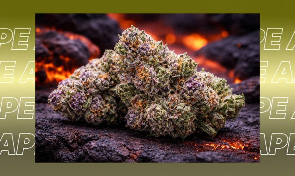 Lava Cake: Relaxing Indica Macro photography of sparkling white trichomes on a Lava Cake cannabis leaf.