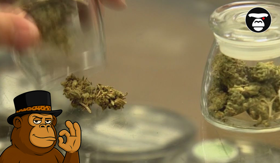 Premium Dried Flower Jars