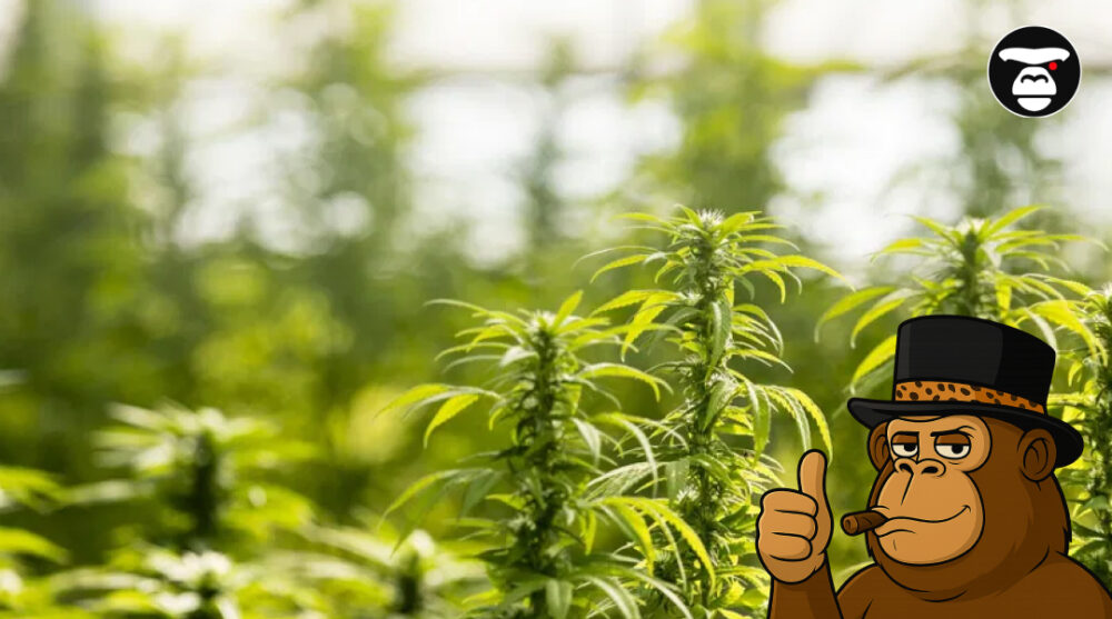 A group of thick, frosty cannabis colas against a black background.