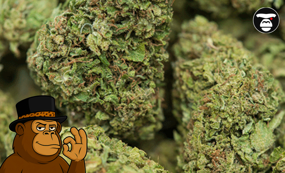 Dense Green Cannabis Buds