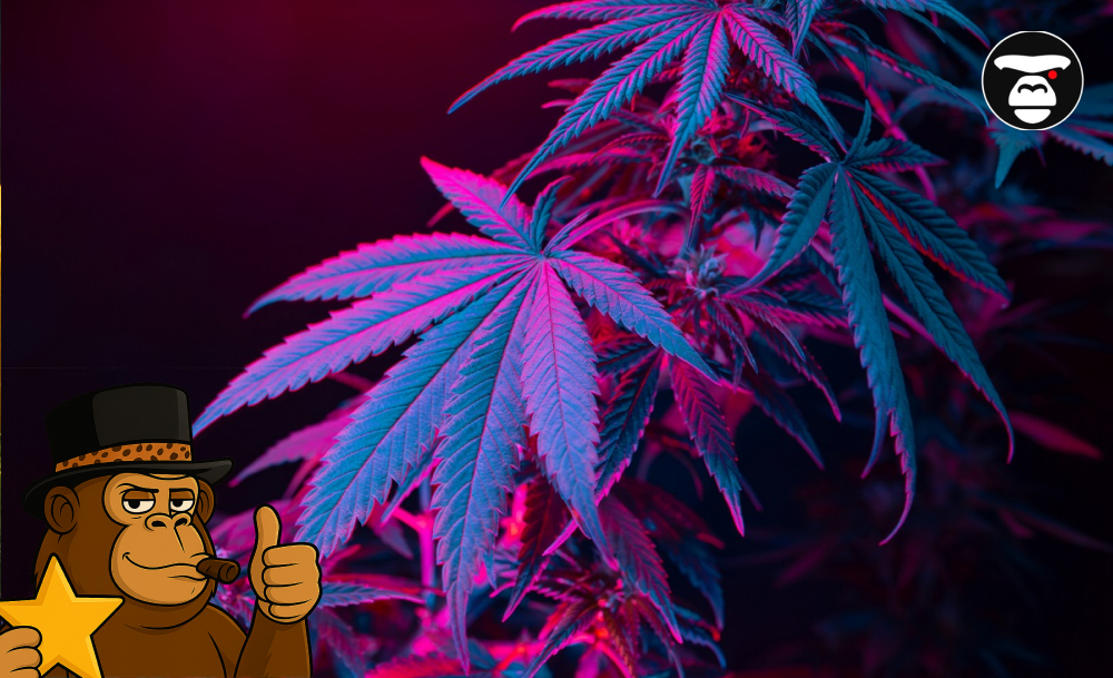 Best Weed Strains In Redding