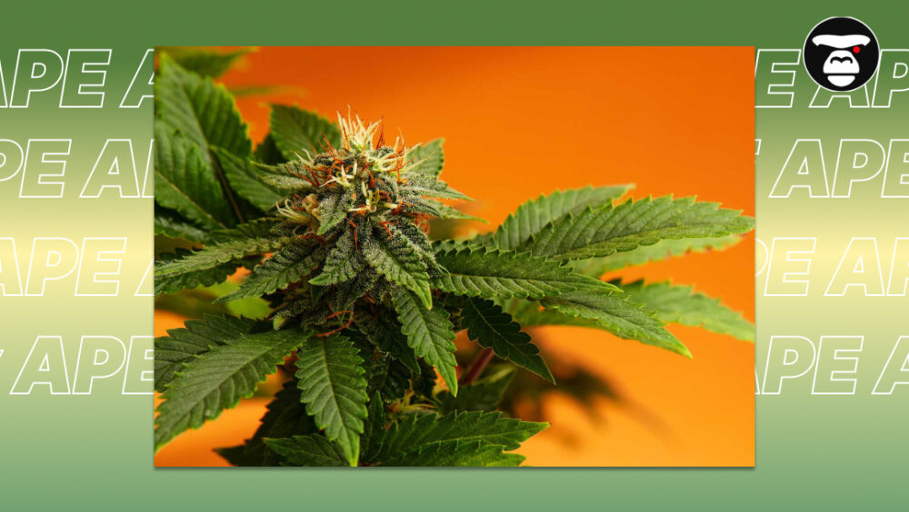 Detailed view of a cannabis cola with emerging white pistils.