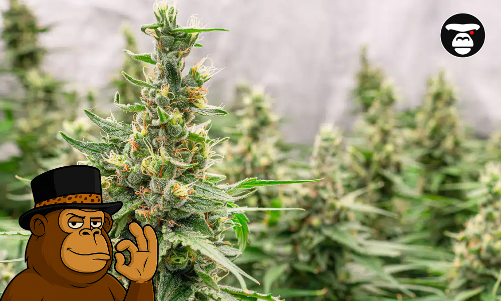 A cluster of bright green, healthy cannabis fan leaves.