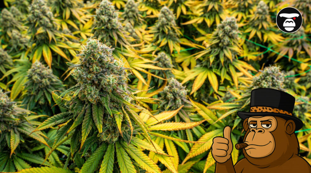 Multiple dense cannabis colas covered in crystals against a black background.