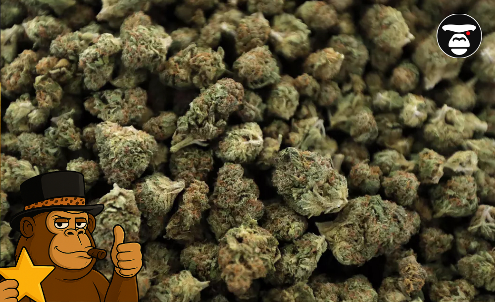 A young cannabis plant growing indoors under a circular LED grow light.