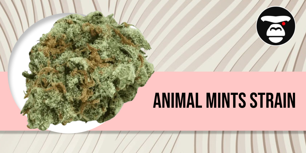 Close-up of a dense, forest-green Animal Mints bud with purple hues and amber hairs.