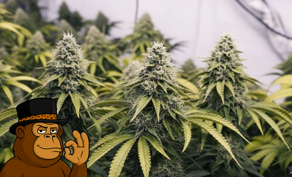 Best Strains for Watching Movies Bright green Sativa cannabis flower close-up