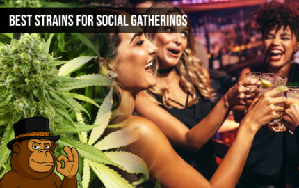 Best Strains for Social Gatherings