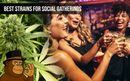 Best Strains for Social Gatherings